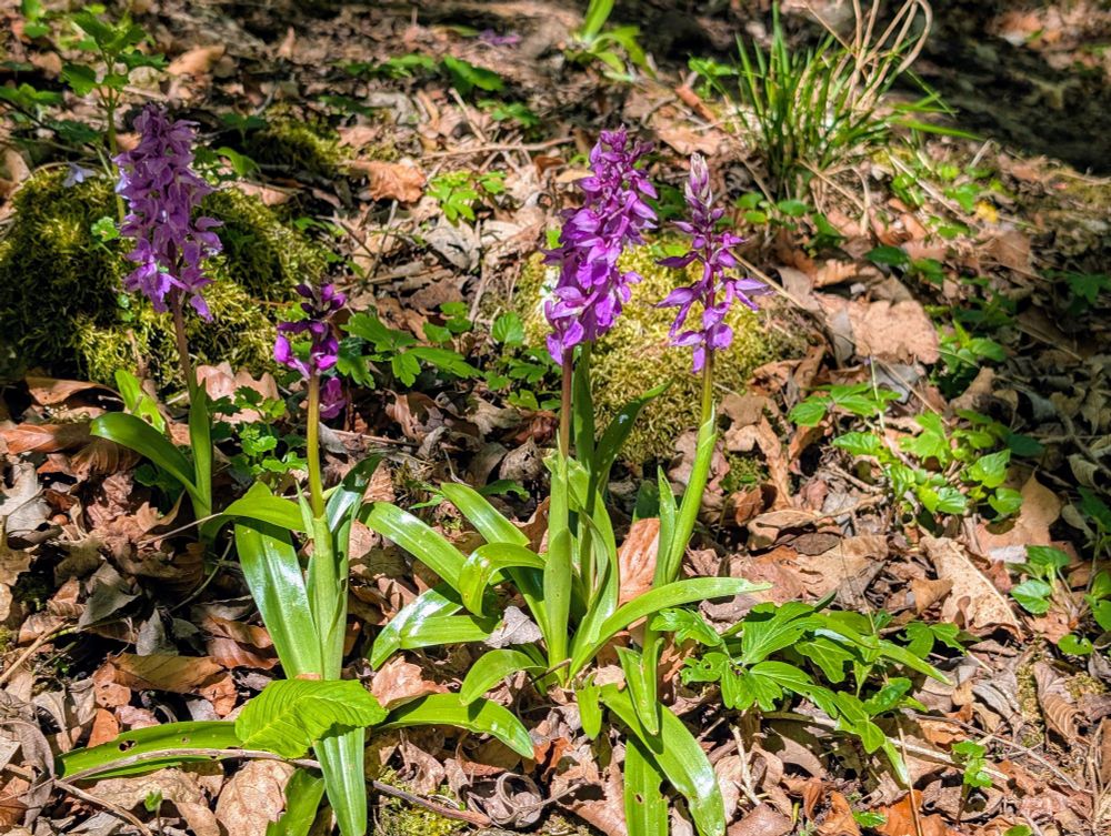 orchis mascula