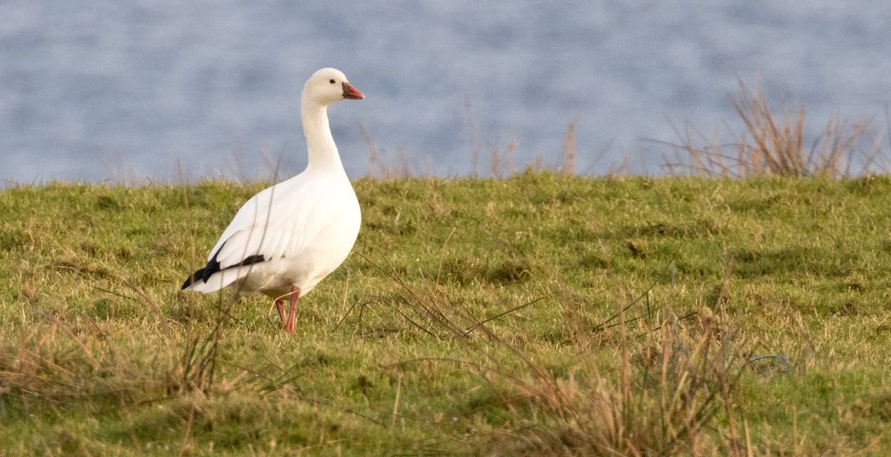 Ross's Goose, Toft, Mainland Shetland, 26 Feb 25.