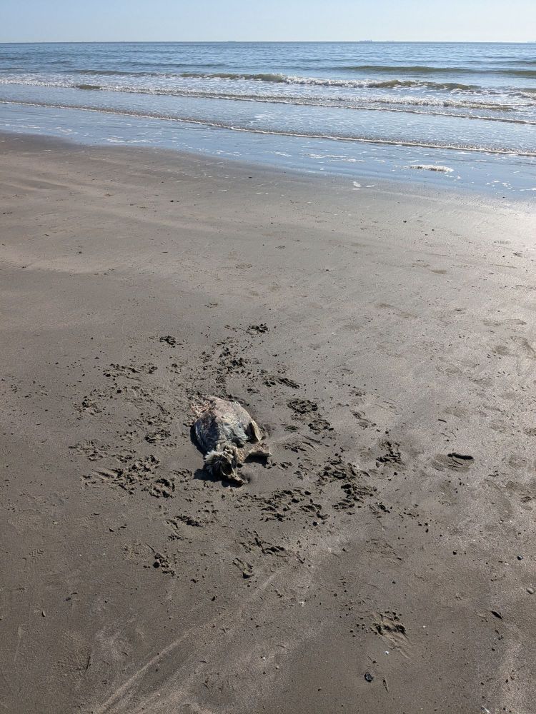 Deceased pelican washed ashore onto a sandy beach with small ocean waves in the background.