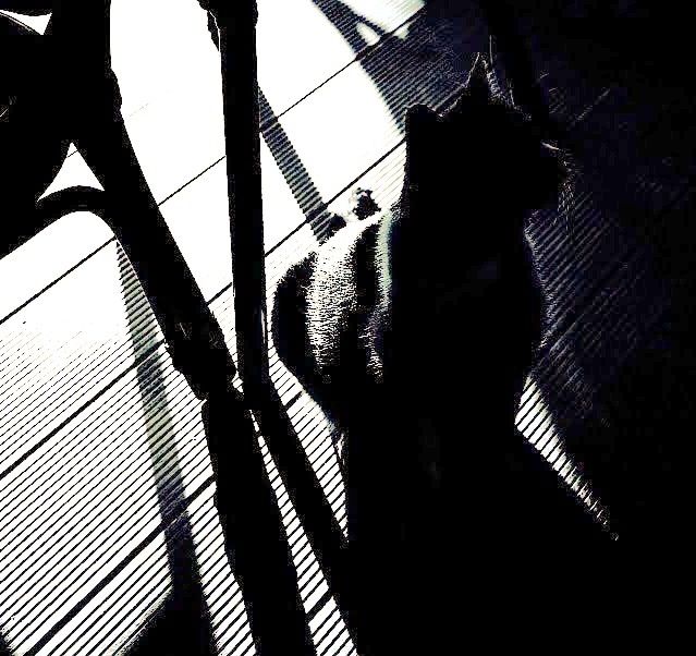 A mono image of a black cat sitting, its face in complete shadow. (Facing the right of the image) Behind the cat, silhouette legs from a chair and table cast shadows onto the sunlit ribbed decking floor.