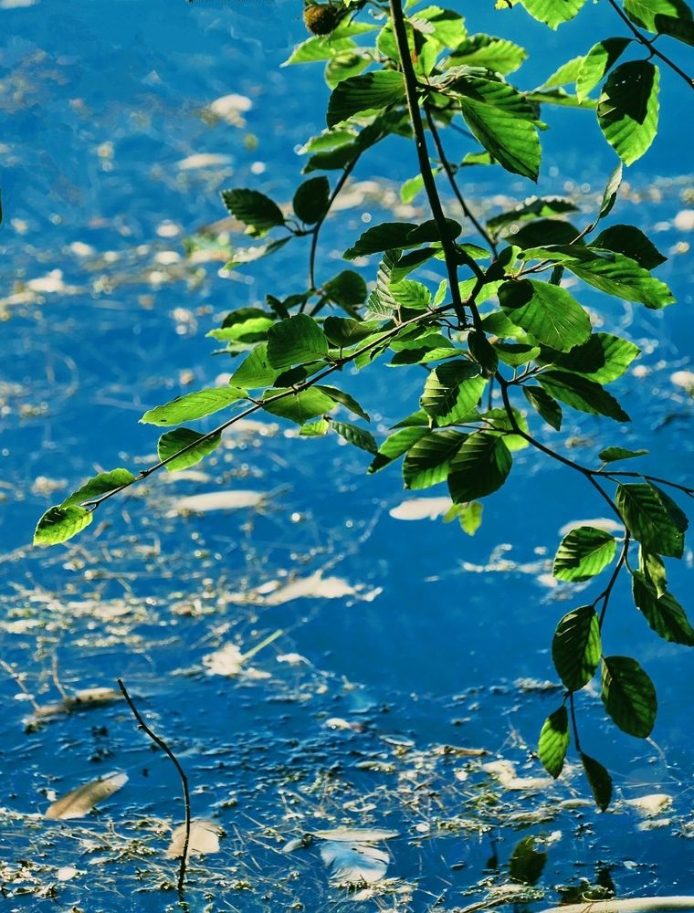 A thin branch with many green leaves hangs into the image from above set against a deep blue water background.