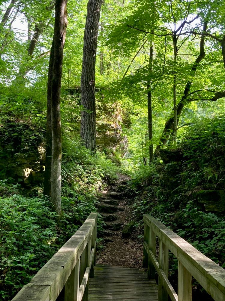 Looking along a rustic bridge and shaded trail.