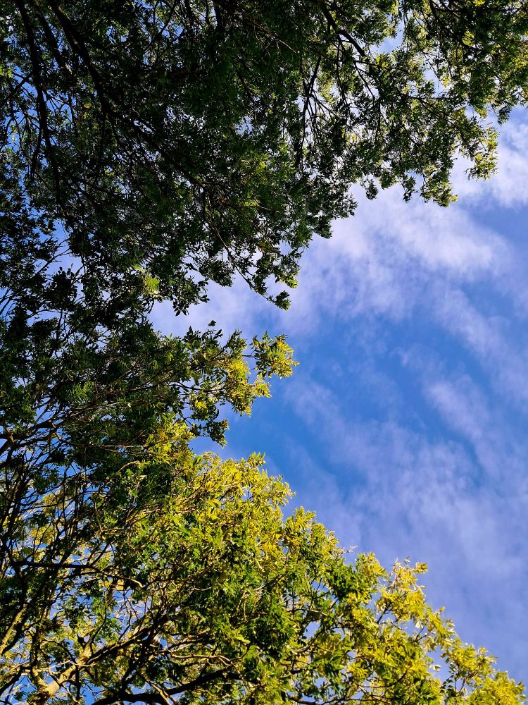 #England #countryside #Kent #London #nature #travel #photography #trees #BlueSky