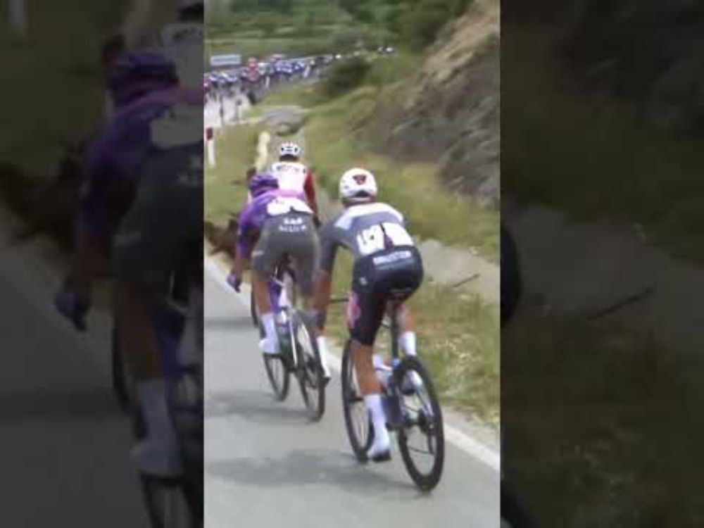 Goat launches a terrifying attack on cyclists at the Giro d’Italia