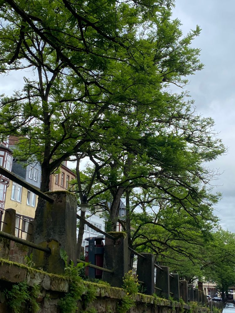 A photo taken near the end of summer 2024 in one of the many cobblestone alleys in Marburg, Germany. It's called "Steinweg" in German which literally translates to "stone road".
In the foreground and lower third you can see an old railing made of solid stone blocks every few feet and iron rods connecting them.
Right behind the railing are several tall and old oak trees in one neat row down the street, making this an avenue. The trees take up most of the picture and are carrying lush green leafs. Some of the old half-timbered houses are peeking through between the trees. The houses have several different colours, blue, yellow and a pinkish-red colour among them.