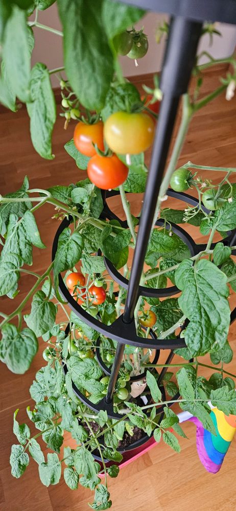 My Tiny Tim tomato plant. More and more ripe tomatoes! :3