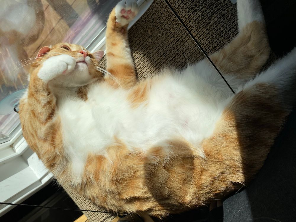 A ginger-and-white cat lazing in a sunbeam. He has a magnificent fuzzy belly.