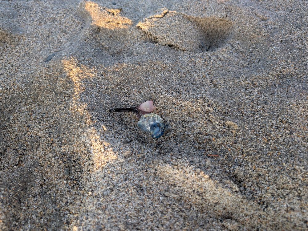 海岸に漂着していたカツオノエボシ
プクッとして綺麗な青だが、触手に強い毒を持つので大変危険