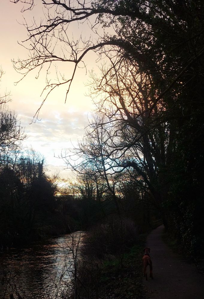 Hungarian vizsla on the path along the river with multicoloured sky at sunrise