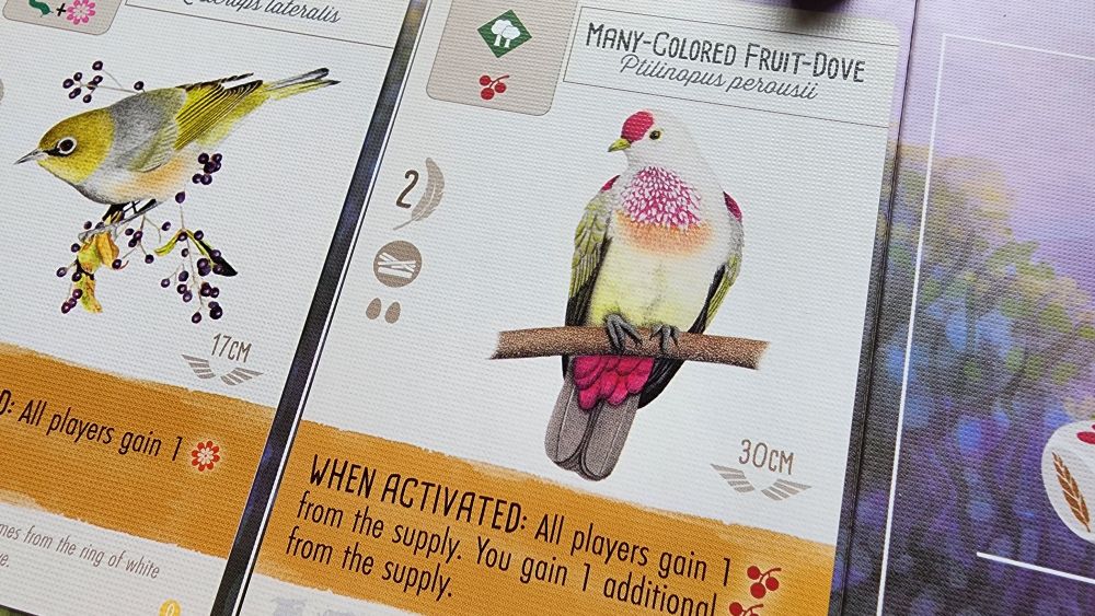 The many colored fruit dove has magenta patches on the head, chest, and underside of tail, contrasting gray and creamy white feathers. 