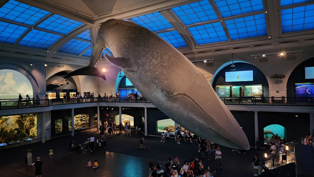 The giant, hanging blue whale display in the Museum of Natural History. 