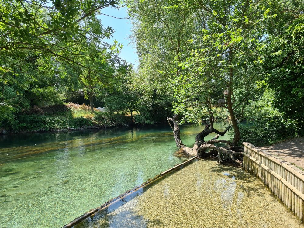 Vue sur une rivière calme en été et sur les arbres qui la bordent y plongeant des racines tourmentées 