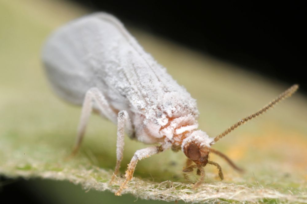 Dieses Makrofoto zeigt einen weißlich bestäubten Staubhaft (Coniopterygidae) in Seitenansicht auf einer filzigen Blattoberfläche. Das kleine Insekt ist vollständig von einer puderigen, wachsartigen Schutzschicht überzogen, die den Coniopterygiden ihren deutschen Namen verleiht. Die charakteristischen langen Fühler und die zarten Flügel sind trotz der weißen Bedeckung gut erkennbar. Der Staubhaft bewegt sich vorsichtig über den grünlichen Untergrund, während der unscharfe Hintergrund in warmen Tönen das gespenstisch weiße Erscheinungsbild des kleinen Räubers besonders hervorhebt.