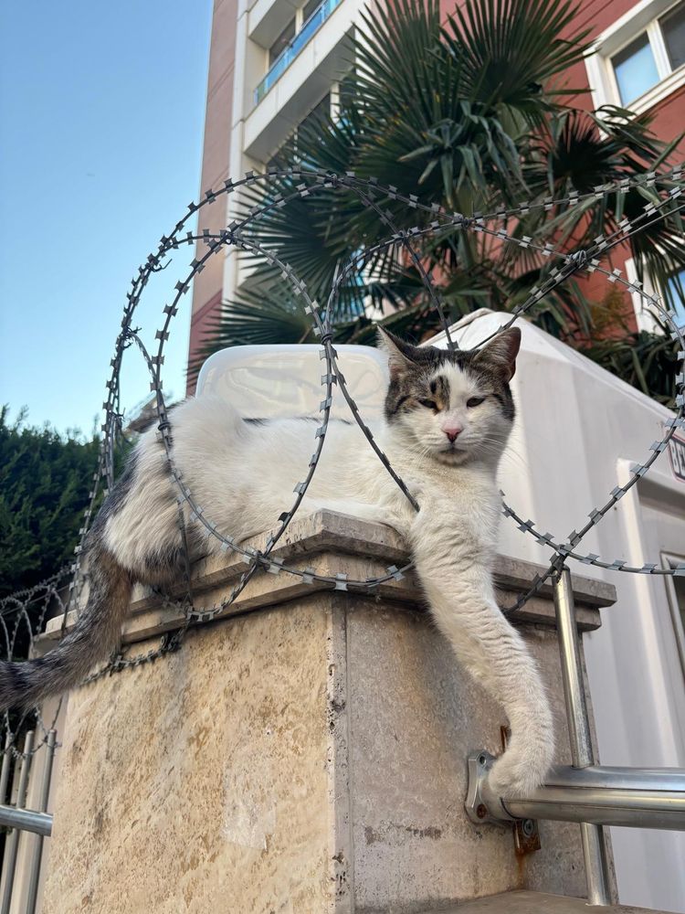 Istanbul cat laying on barbed wire 
