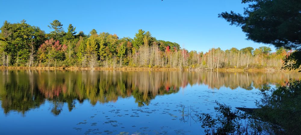 A calm tree-lined lake under a clear blue sky. 