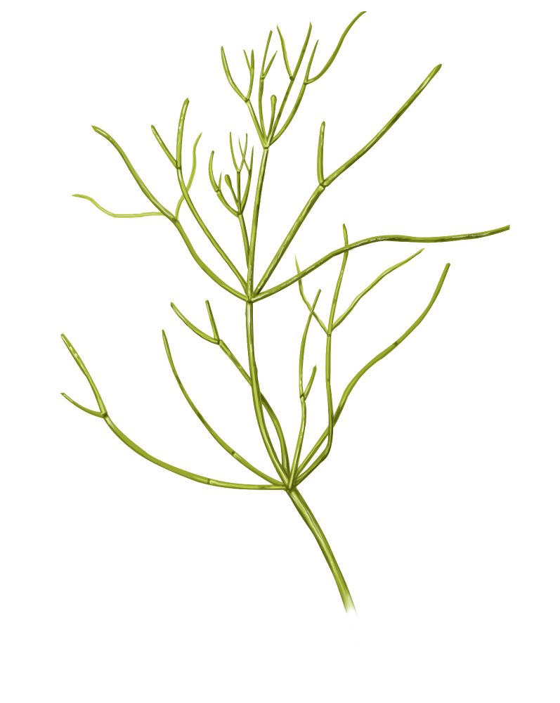 A drawing of a branching green plant-like macroalga (large algae).