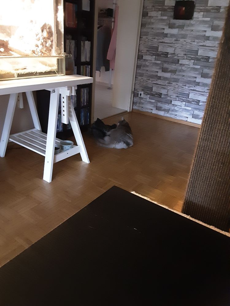 Zu sehen eine Katze welch im Liegen die Stiefel der Tochter schleckt