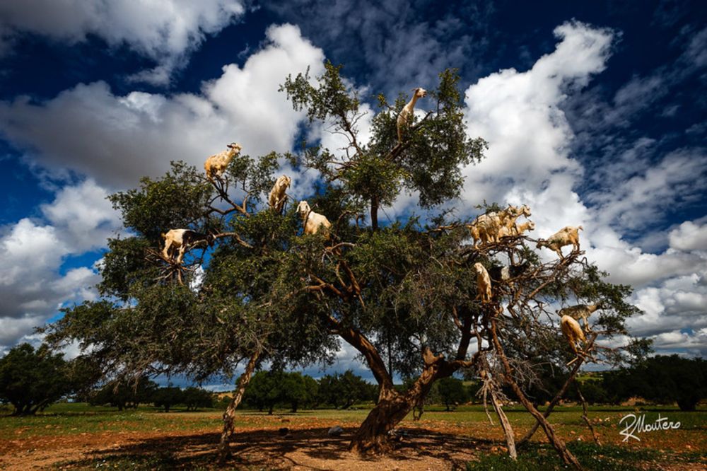 Au Maroc, les chèvres grimpent dans les arbres mais ce n'est pas naturel