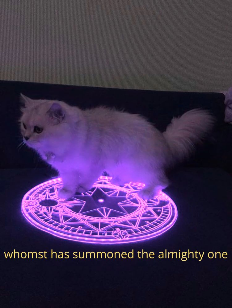 Fluffy white kitty standing on a summoning circle and it says "whomst has summoned the almighty one"