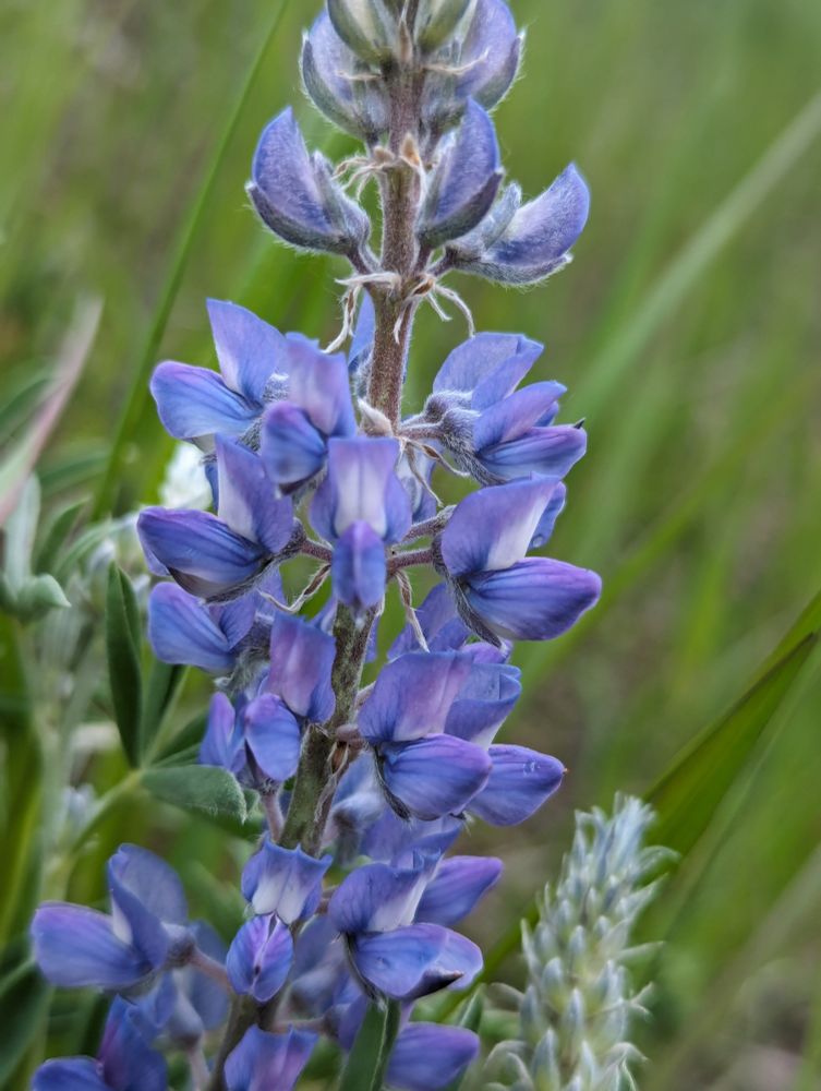 Violet blue flowers of a native lupine, a cluster of a couple dozen pealike flowers up close. 