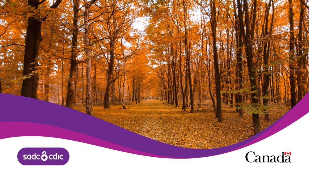 Sentier en forêt jonché de feuilles d’automne