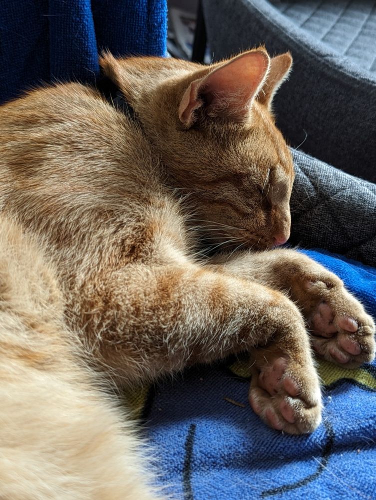 Das Bild ist herangezoomt, man sieht wieder die orangene Katze und die rosanen Tatzen. Die Katze ist friedlich am schlafen. Die liegt auf einem grauen Stuhl mit einem blauen Handtuch bedeckt. Im Hintergrund sieht man einen anderen Stuhl.