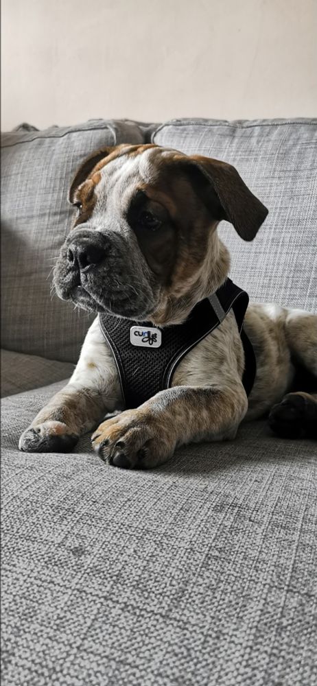 Old English Bulldogge Ginny als knautschgesichtiger Welpe auf einem grauen Sofa. Sie hat weiß geschecktes Fell mit dunkelbraunen Flecken und trägt ein schwarzes Geschirr. An ihrer rechten Vorderpfote fehlen ihre Zehen, sie geht nur bis zum großen Ballen.