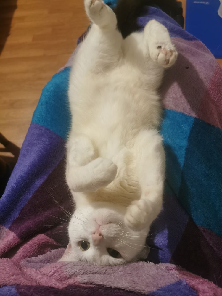 Ava posée sur le dos sur mes genoux, les 4 pattes en l'air avec une tête d'un chat qui a envie de jouer