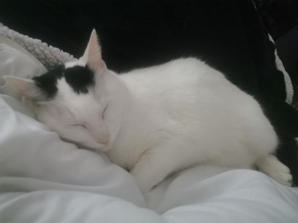 Ava (mon chat) qui dort sur mon lit