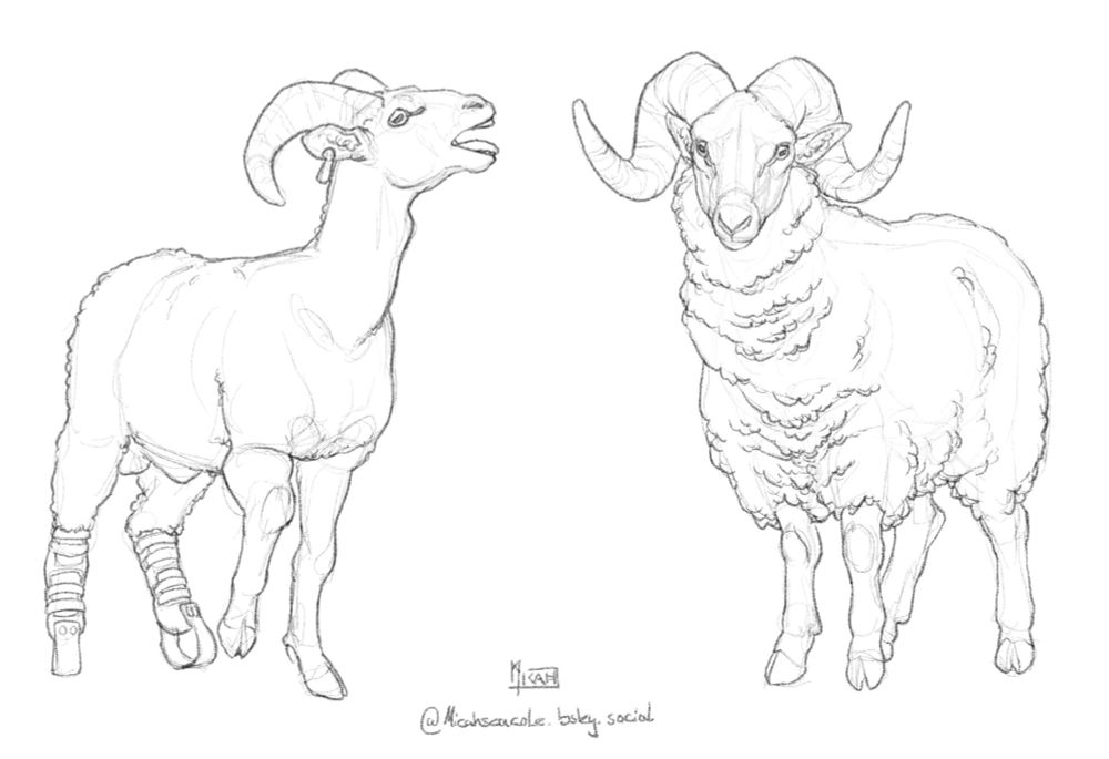 digital sketches of Sheep!Ilya (a Mufflon/Alai mix with prosthetic hind legs) bleating loudly and a ram with big curled horns and a thick fleece looking straight at the viewer.