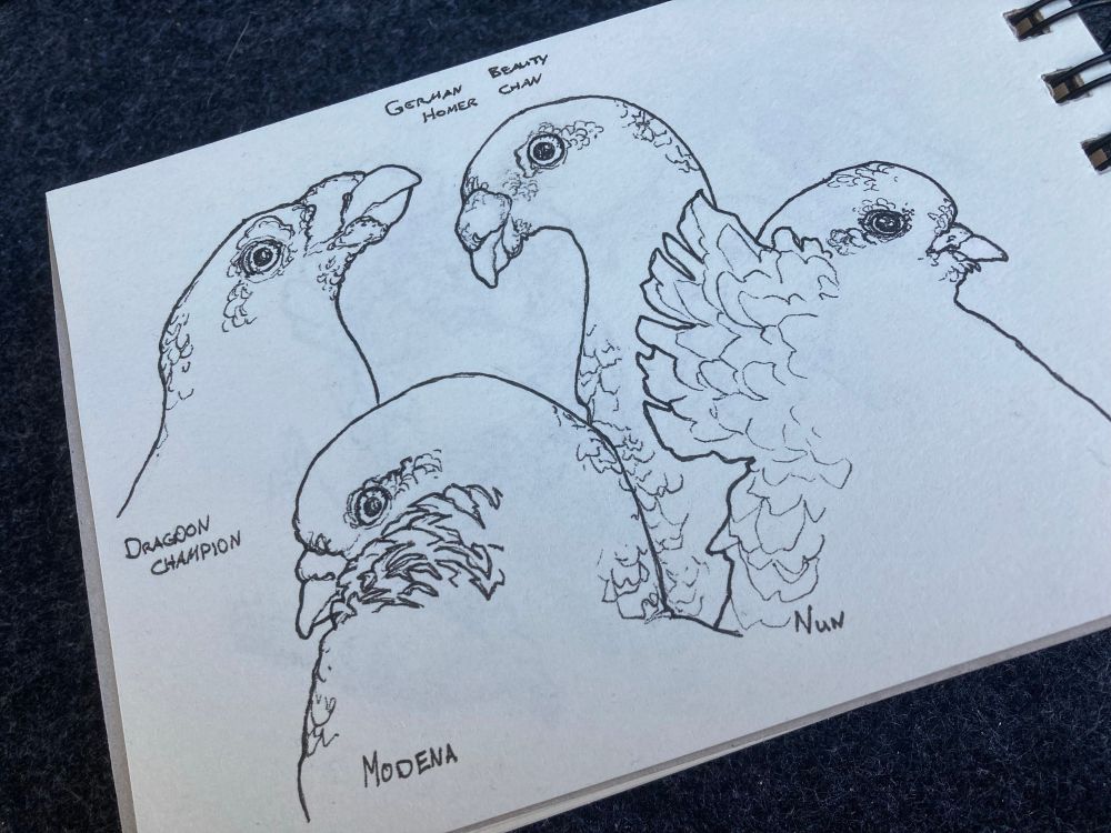 fineliner sketches of pigeon breeds: Dragoon Champion, Modena, German Beauty Homer Chan, Nun.