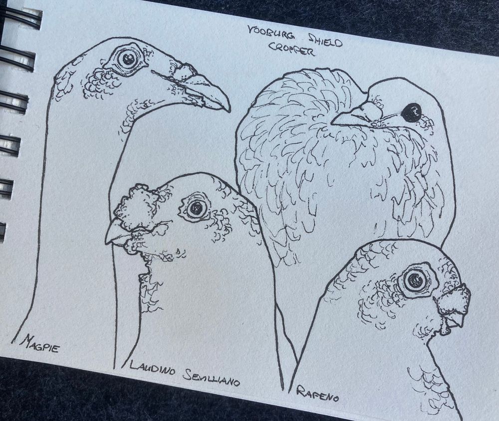 fineliner sketches of pigeon breeds: Magpie, Laudino Sevilliano, Vooburg Shield Cropper and Rapeno.