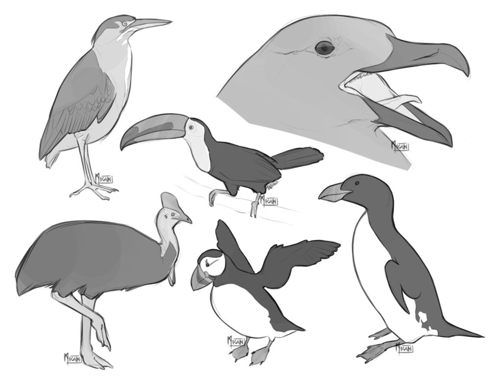 digital sketches of a heron, toucan, cassowary, skua head, puffin and great auk.