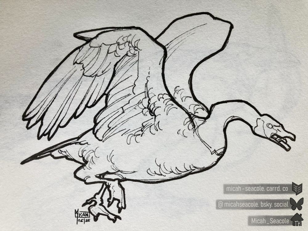 traditional line-art of a Canada goose attacking, its wings in the air as it runs, neck bent and angrily hissing with an open beak.