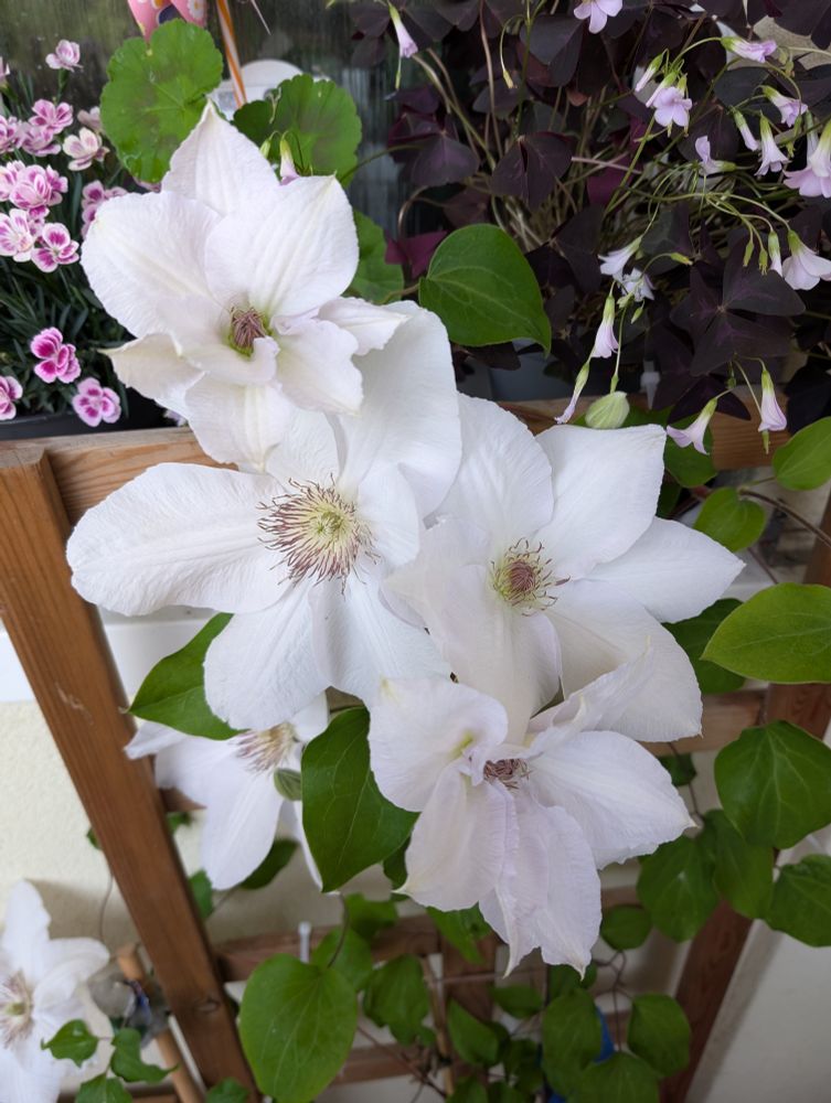 Six white clematis flowers on a wooden trellis on a balcony in Wales, UK 