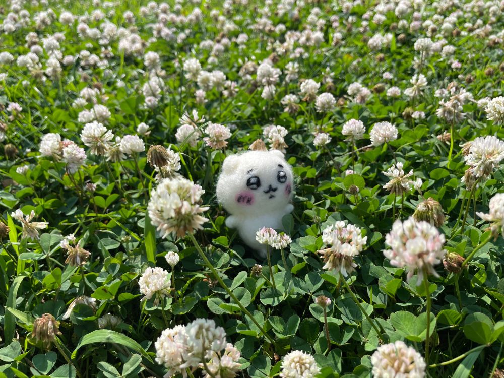 植物館外のお庭スペースにたくさん咲いてるシロツメクサとちいかわぬい。
中の展示は異国感があふれる迫力満点な雰囲気で、外のお庭空間は優雅な感じで違う良さがある。