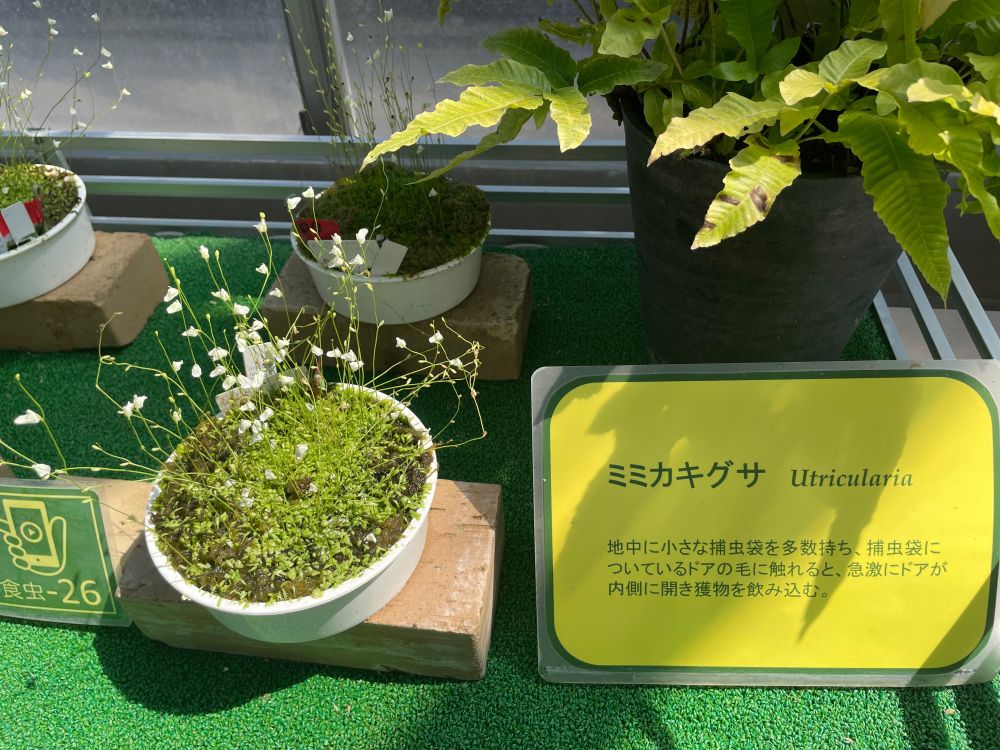 ミミカキグサ
名前の通りミミカキのような白いポンポンの花が咲く食虫植物(ここ大事)
可愛い見た目なのにキャプションの文章が怖すぎてすごい印象に残りました。
ウツボカズラやハエトリグサは結構虫食いまっせみたいな見た目に反してこのミミカキグサは可愛い顔して虫を食べます。
おそろしや。