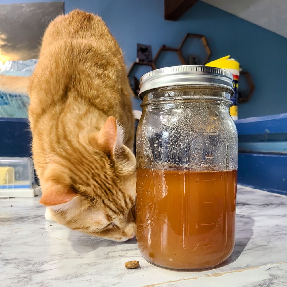 orange cat sniffing a treat next to a jar of honey