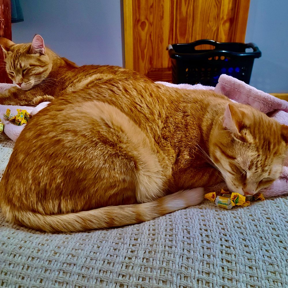 Two sleeping orange cats with cough drops next to them.
