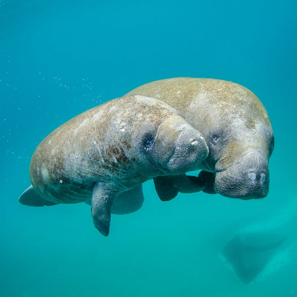 Manatee with calf. Photo by NOAA.