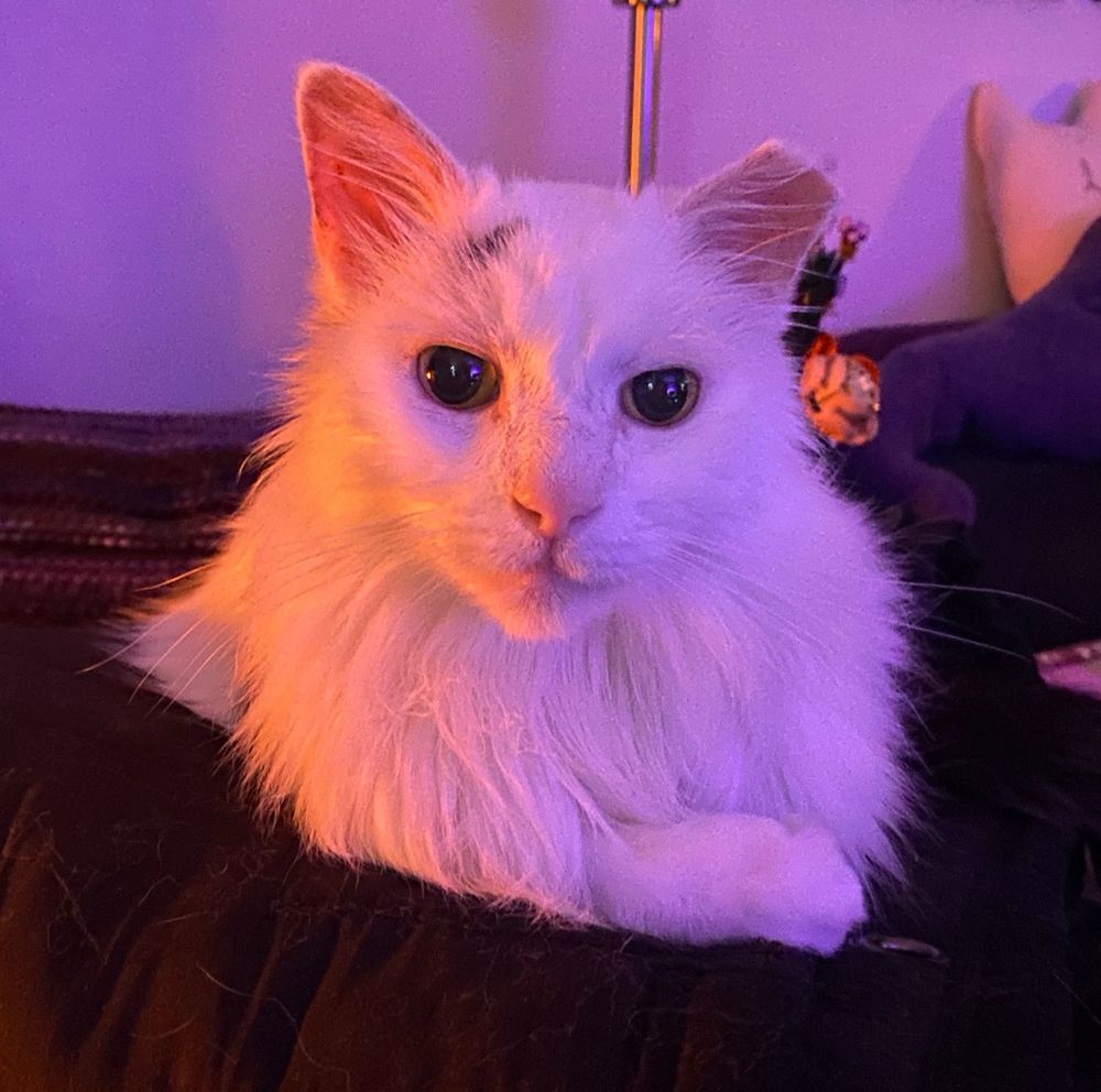 a white long haired cat with a tipped right ear looks directly at the camera with a sassy expression. the cat’s name is Nimbus (like the cloud). he sits on a black pillow. The whole photo has a slightly purple/pink tint because of novelty lighting.