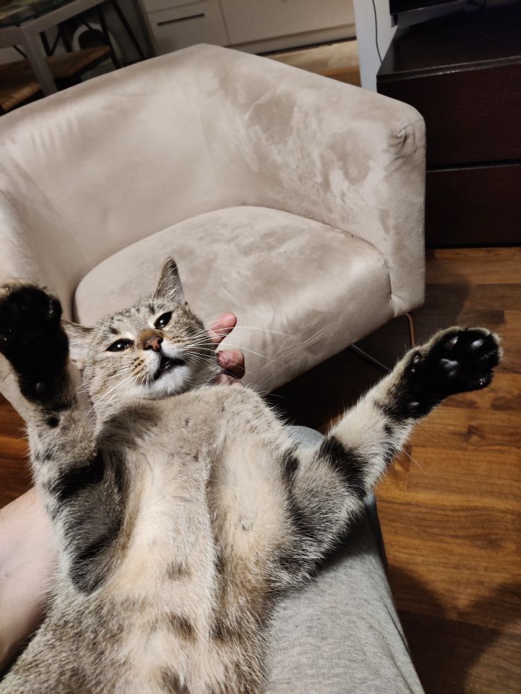 Cat laying on the back on laps with paws up and weird face 