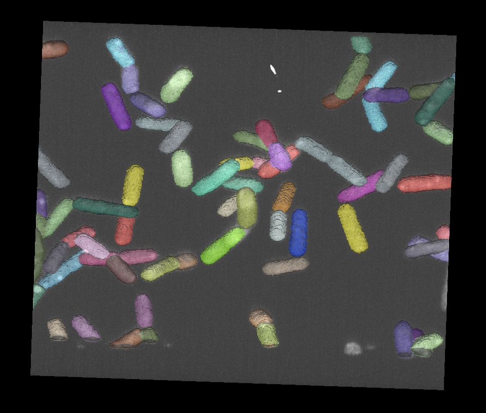 Napari 3D view screenshot depicting a labeled bacteria dataset