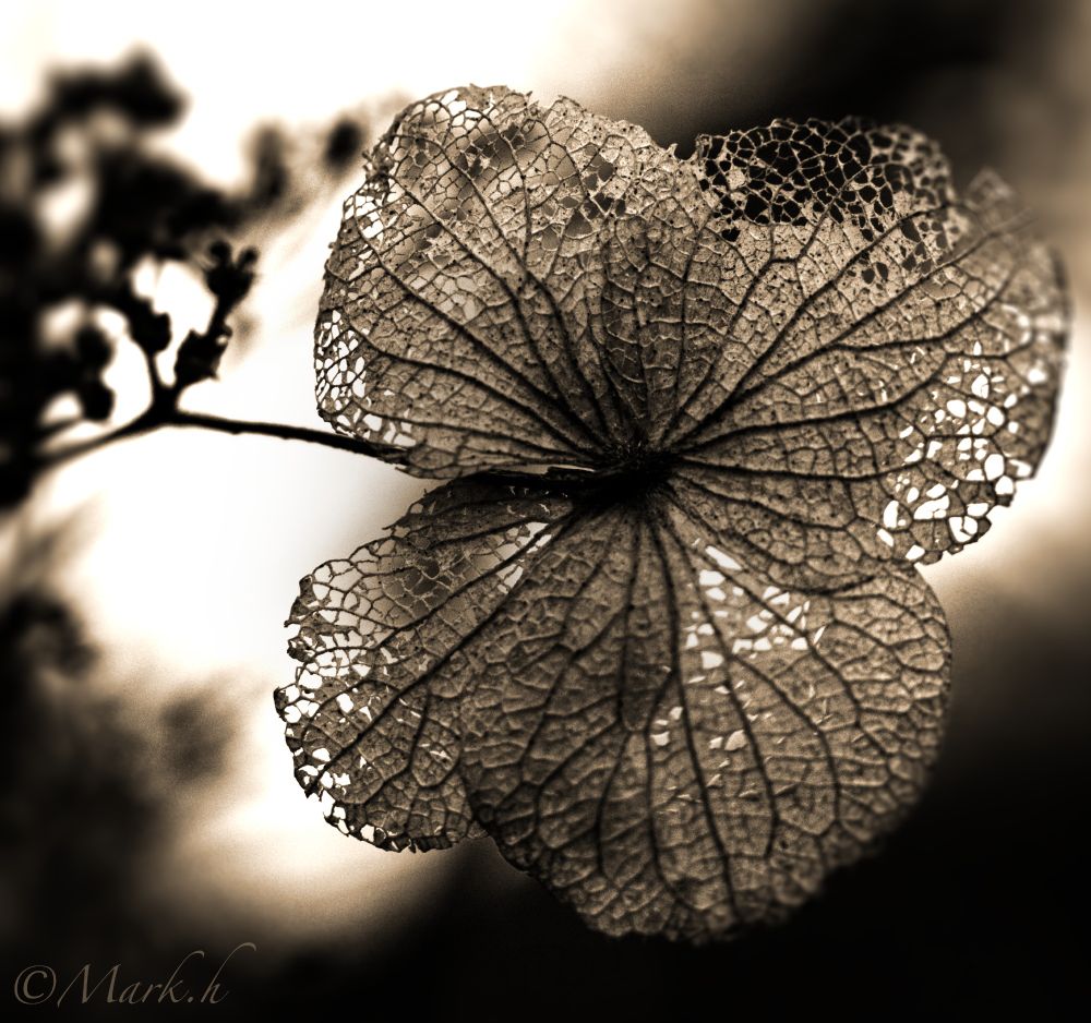 hydrangea plant decaying 