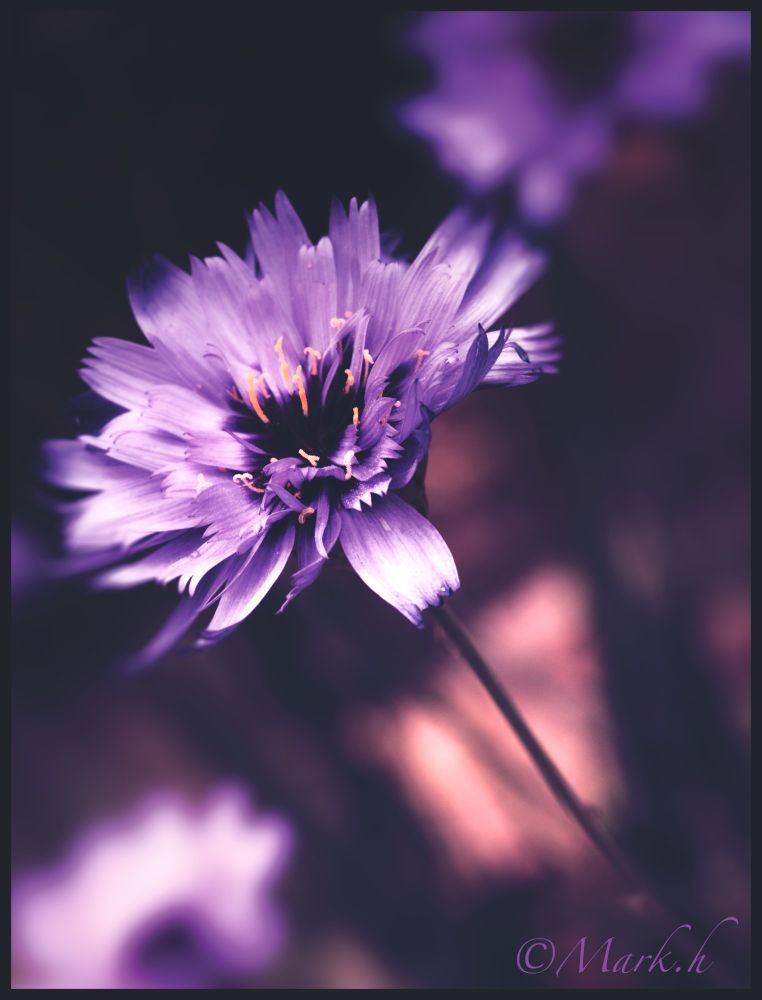 Catananche caerulea flower 