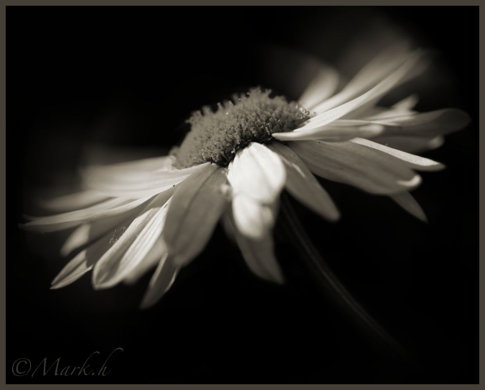 flower in motion 