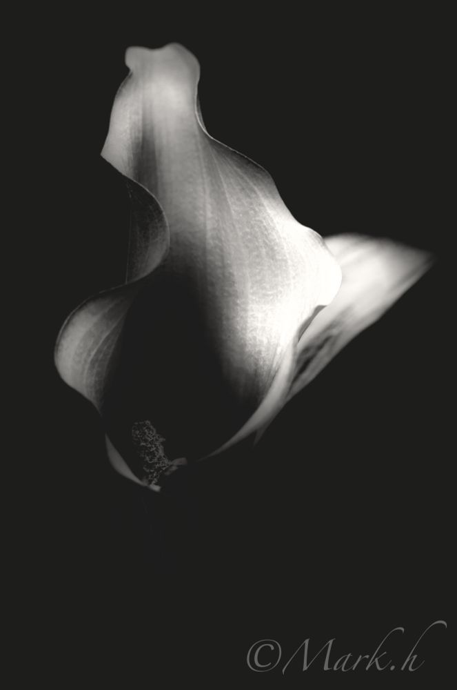 Lily in monochrome