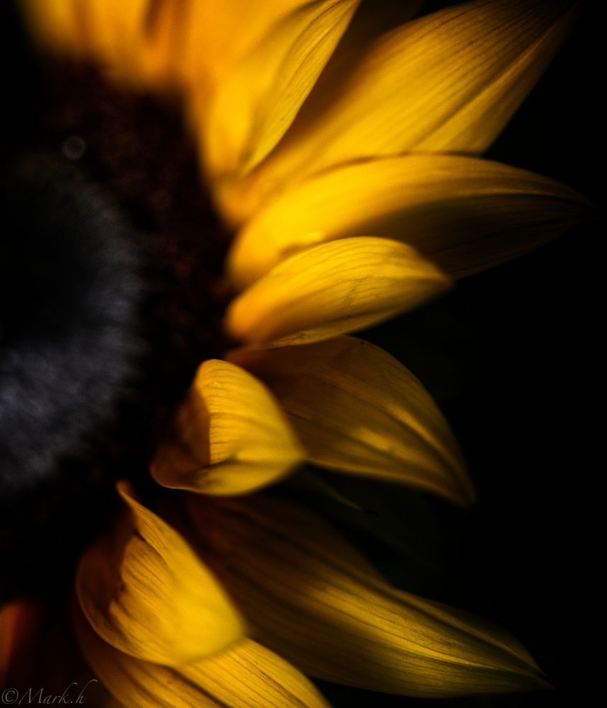 Sunflower shot