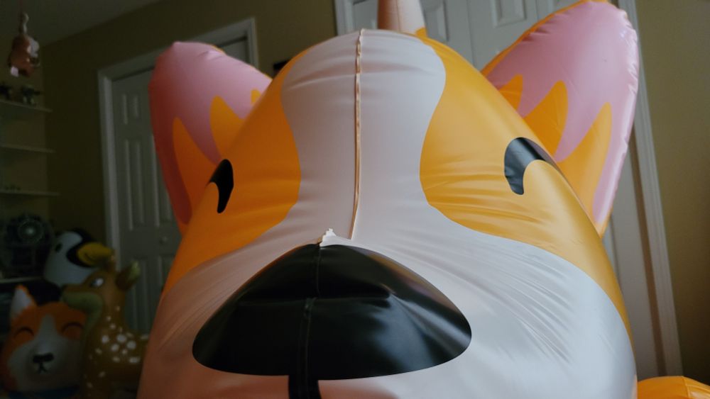 Pooltoy corgi nose booping the camera