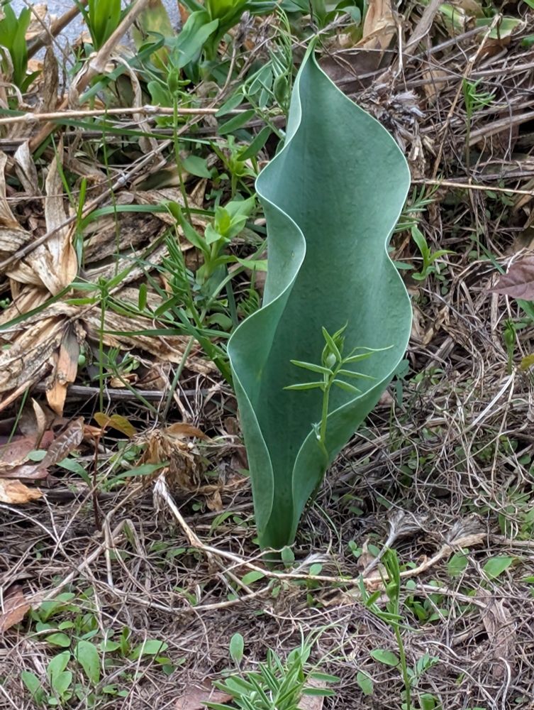 A tulip leaf with no flower